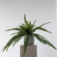 Boston Fern Bush - 84cm